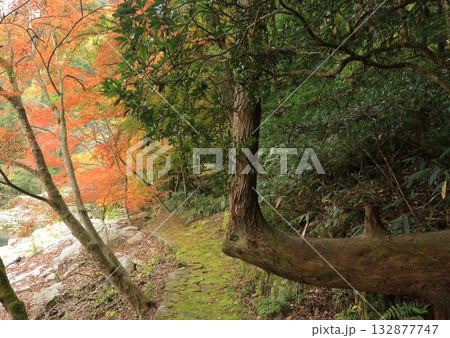 紅葉した木 紅葉した木 132877747