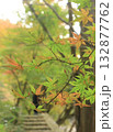 色づき始めたもみじ 132877762