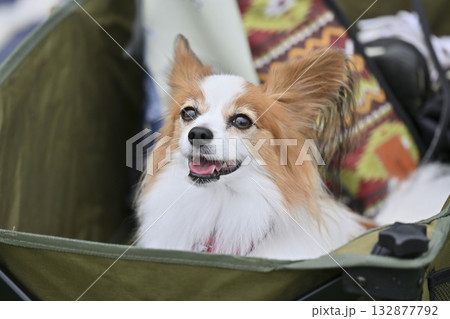 アウトドアワゴンに乗る笑顔のパピヨン 132877792