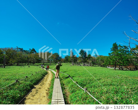 秋の大台ヶ原　立ち枯れの樹々広がる正木峠付近の登山道 132877835