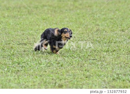 ドッグランで遊ぶダックス 132877932