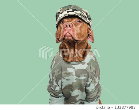 Cute brown dog, military cap and military shirt Cute brown dog, military cap and military shirt 132877985