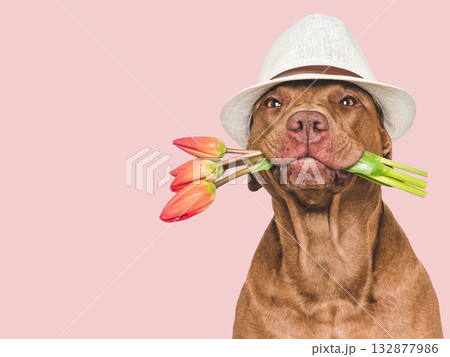Cute brown dog, sun hat and flowers 132877986