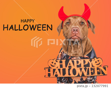 Happy Halloween. Charming dog and Halloween costume 132877991
