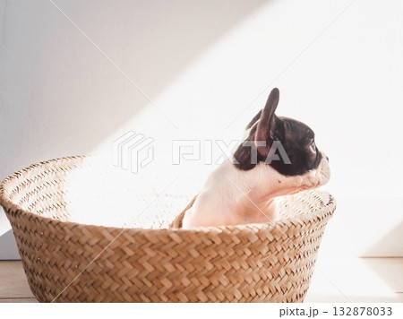 Lovable puppy puppy sits in a wicker basket 132878033