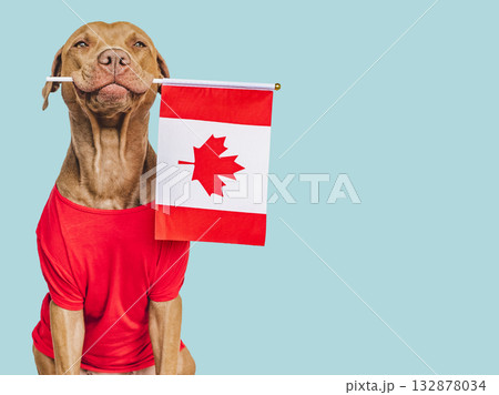 Cute puppy with Canadian Flag. Studio shot 132878034