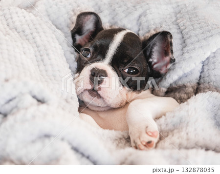 Cute puppy lying on the bed in the living room 132878035