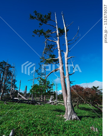秋の大台ヶ原　立ち枯れの樹々広がる正木峠 132878037