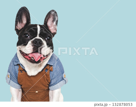 Cute puppy, denim shirt and overalls. Dog smile Cute puppy, denim shirt and overalls. Dog smile 132878053