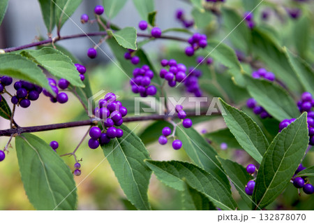 コムラサキ(小紫) コムラサキ(小紫) 132878070