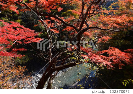 大血川渓谷の紅葉　金蔵落しの渓流（埼玉県） 132878072