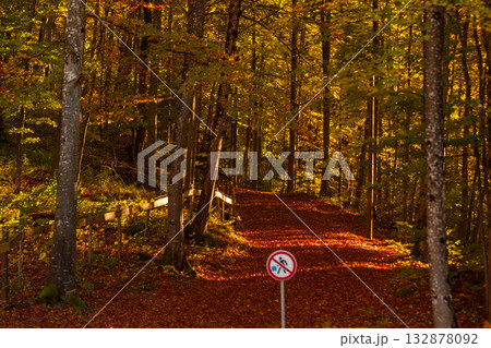 林 森 樹林 132878092