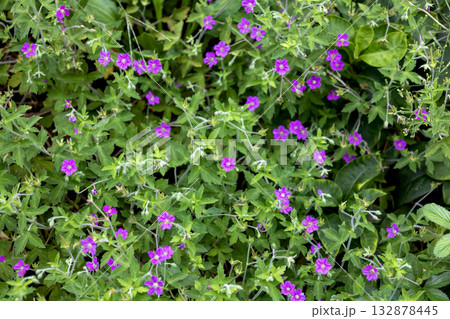 紅紫色のゲンノショウコ(現の証拠)の花 紅紫色のゲンノショウコ(現の証拠)の花 132878445