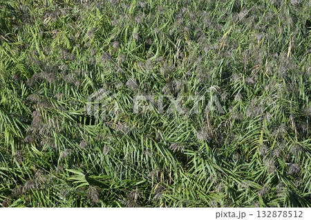 川の岸辺に生育するツルヨシ 川の岸辺に生育するツルヨシ 132878512