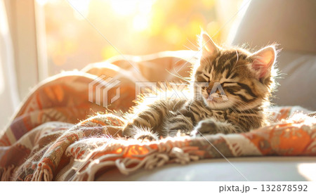 眠る子猫 132878592