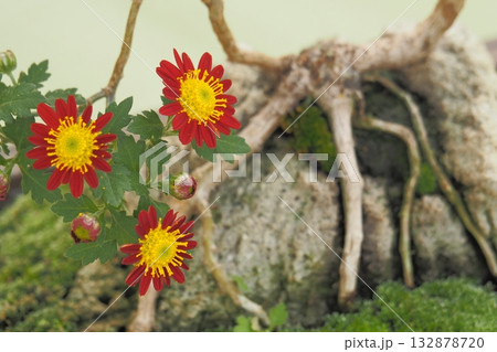 盆栽仕立ての赤い菊花 秋風景 盆栽仕立ての赤い菊花 秋風景 132878720