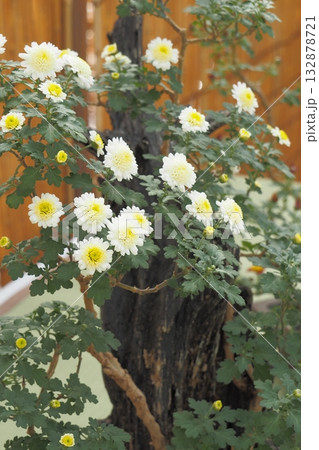 盆栽仕立ての純白な菊花 秋風景 盆栽仕立ての純白な菊花 秋風景 132878721