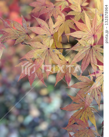 赤と黄色に染まり始めたもみじの葉と秋の彩り 赤と黄色に染まり始めたもみじの葉と秋の彩り 132878964