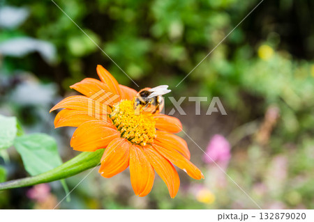 ミツバチがとまるオレンジ色のガーベラの花のアップ　ロンドン郊外のナイマン・パークの庭園にて 132879020