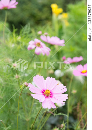 花畑の中に咲くピンクのコスモスの花のアップ　ロンドン郊外のナイマン・パークの庭園にて 132879027