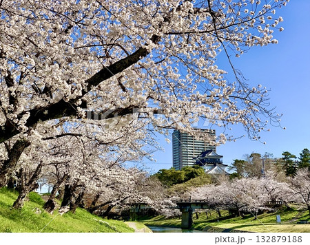 満開の桜並木越しに見える青空の岡崎城天守閣〈伊賀川右岸/愛知県岡崎市〉 132879188