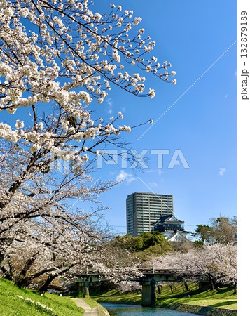 満開の桜並木越しに見える青空の岡崎城天守閣〈伊賀川右岸/愛知県岡崎市〉 満開の桜並木越しに見える青空の岡崎城天守閣〈伊賀川右岸/愛知県岡崎市〉 132879189