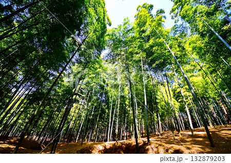 京都府　伏見稲荷大社　竹の下道　京都市伏見区深草藪之内町　2022 年 2月 132879203