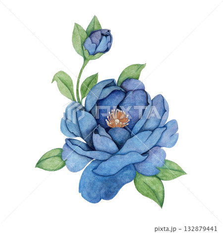 黒牡丹 シャクヤク black peony 黒牡丹 シャクヤク black peony 132879441