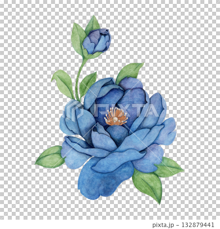 黒牡丹 シャクヤク black peony 黒牡丹 シャクヤク black peony 132879441