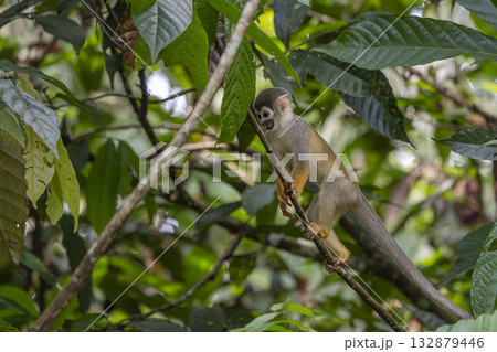 Humboldt's squirrel monkey in amazon rainforest Puerto Narino Amazonas Colombia Humboldt's squirrel monkey in amazon rainforest Puerto Narino Amazonas Colombia 132879446