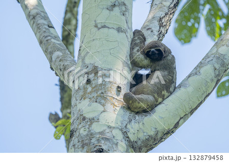 Amazon wild Sloth hanging on a tree 132879458