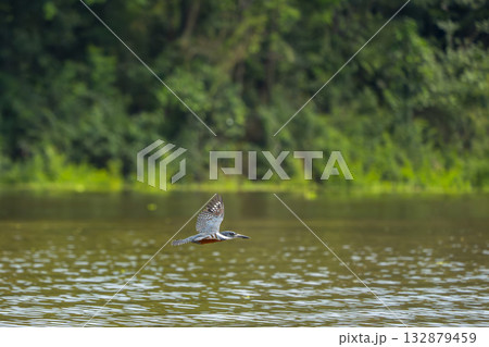 Amazon kingfisher bird while flying on river waters 132879459