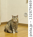 部屋の角で座るキジ猫 132879469