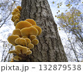 Mushrooms, growing on a tree trunk in the autumn forest. 132879538