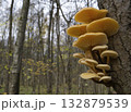 Mushrooms, growing on a tree trunk in the autumn forest. 132879539