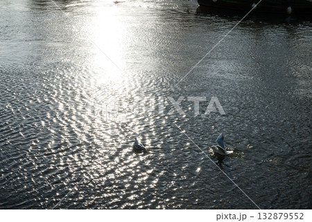 冬のまぶしい日差しが反射するテームズ川の水面で休むカモメたち　ロンドン郊外のリッチモンドにて 132879552