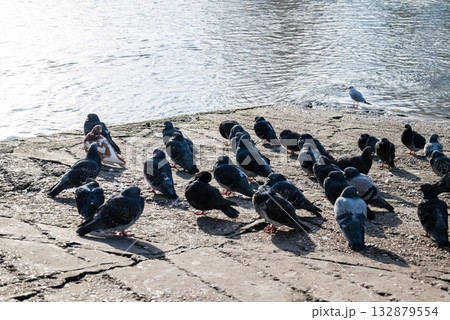 冬の日差しの下のひだまりで一休みする鳩たち　ロンドン郊外のリッチモンドのテームズ川沿いにて 132879554