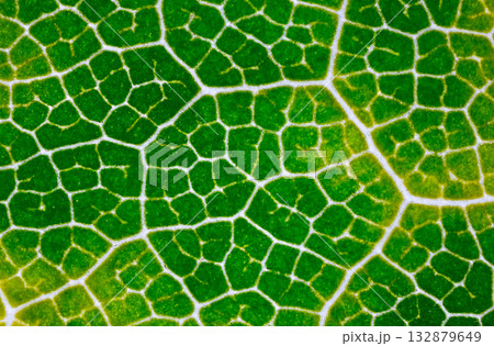 Leaf pattern detail, Detailed closeup of plant cellular network, Magnified view of leaf vascular system demonstrating cellular complexity and vibrant green pigmentation Leaf pattern detail, Detailed closeup of plant cellular network, Magnified view of leaf vascular system demonstrating cellular complexity and vibrant green pigmentation 132879649