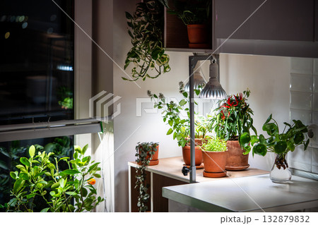 Growing plants under LED phyto lamp at home in winter season. Additional illumination. 132879832