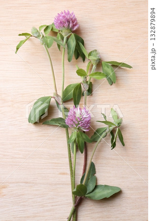 板に置かれたアカツメクサの写真 132879894