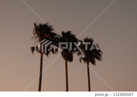 Palm Trees Sunset Evening Sky Silhouette Kos Palm Trees Sunset Evening Sky Silhouette Kos 132880087