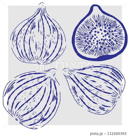 ink sketch of onion 132880365