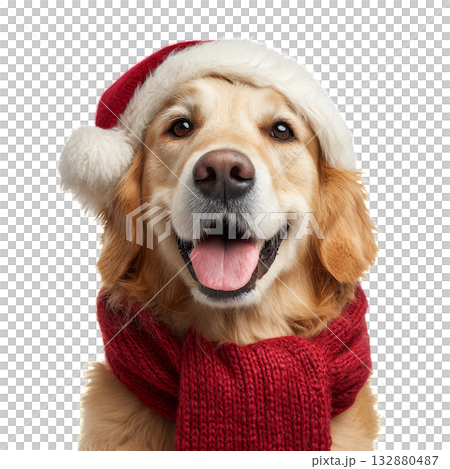 Golden Retriever Wearing a Santa Hat and Scarf Smiles for the Holiday Season. 132880487