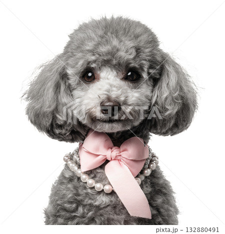 Cute Gray Poodle Wearing a Pink Ribbon and...のイラスト素材 [132880491] - PIXTA