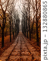 Moody Autumn Park Alley Lined With Bare Trees and Fallen Leaves 132880865