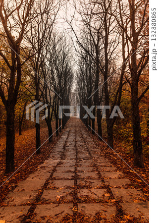 Moody Autumn Park Alley Lined With Bare Trees and Fallen Leaves Moody Autumn Park Alley Lined With Bare Trees and Fallen Leaves 132880865