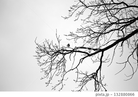 Black and White Silhouette of Small Bird on Bare Tree Branch Black and White Silhouette of Small Bird on Bare Tree Branch 132880866