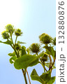 Green Burdock Flower Buds Against Bright Blue Summer Sky 132880876