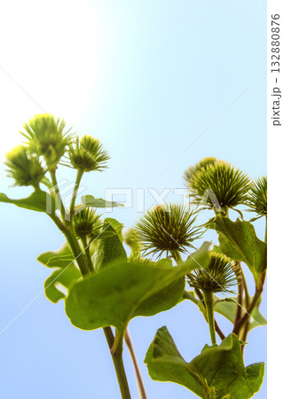 Green Burdock Flower Buds Against Bright Blue Summer Sky Green Burdock Flower Buds Against Bright Blue Summer Sky 132880876