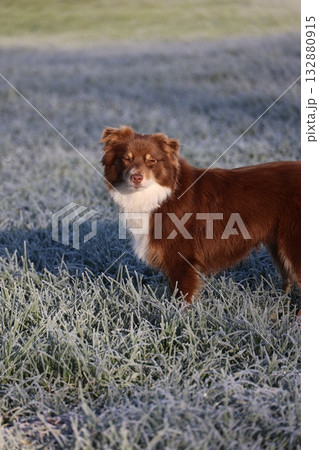 brown and white dog resting on frosty grass 132880915